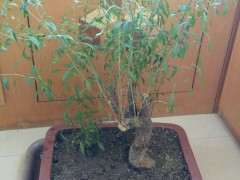 为什么枸杞下山桩的叶子长这么 怎么办