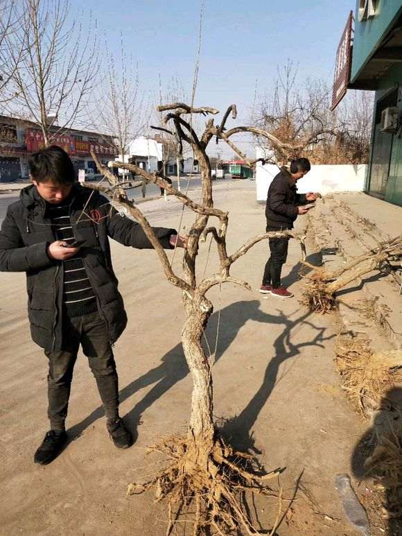 这棵枸杞下山桩做盆景有价值吗 图片