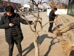 这棵枸杞下山桩做盆景有价值吗 图片