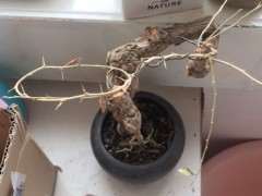 枸杞下山桩叶子掉光了 怎么办 图片