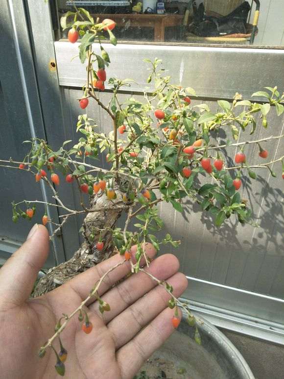 枸杞下山桩有落叶的迹象 怎么办 图片