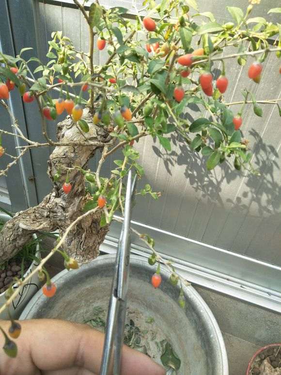 枸杞下山桩有落叶的迹象 怎么办 图片