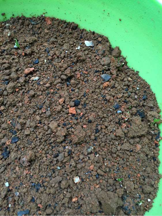 等了两个月 枸杞下山桩发芽了 图片