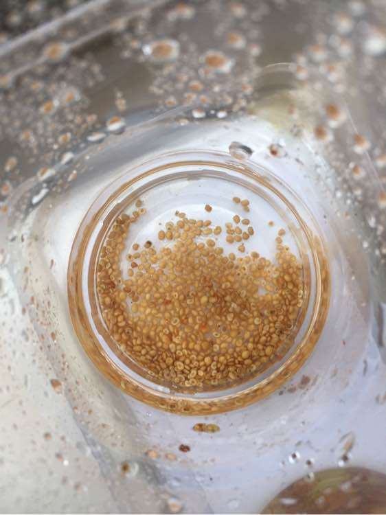 等了两个月 枸杞下山桩发芽了 图片