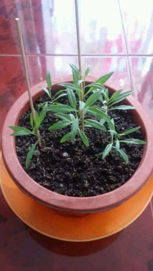 等了两个月 枸杞下山桩发芽了 图片