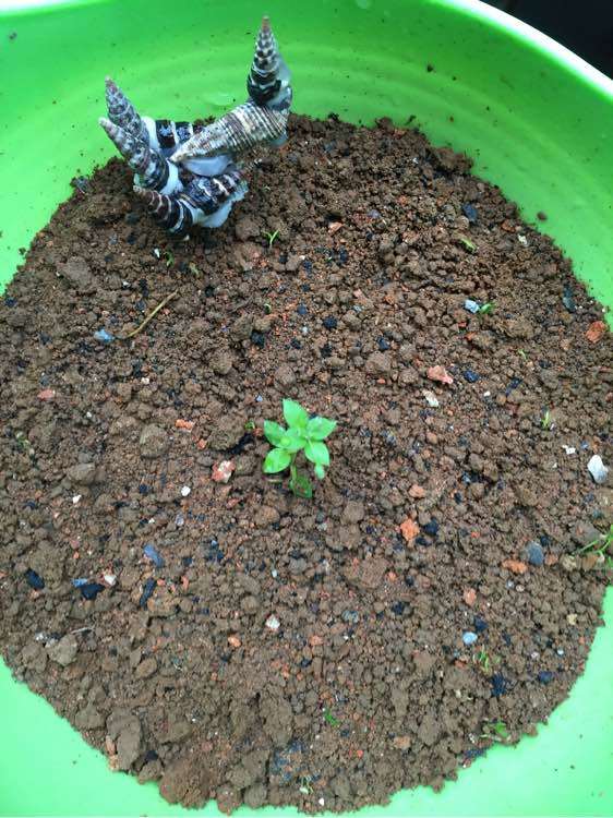 等了两个月 枸杞下山桩发芽了 图片