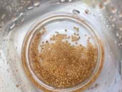 等了两个月 枸杞下山桩发芽了 图片