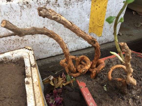 为什么石头不错 野枸杞下山桩不好吗