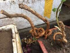 为什么石头不错 野枸杞下山桩不好吗