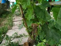 长叶子的是什么品种的枸杞下山桩 图片