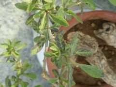 枸杞下山桩叶子变黑了 怎么办 图片