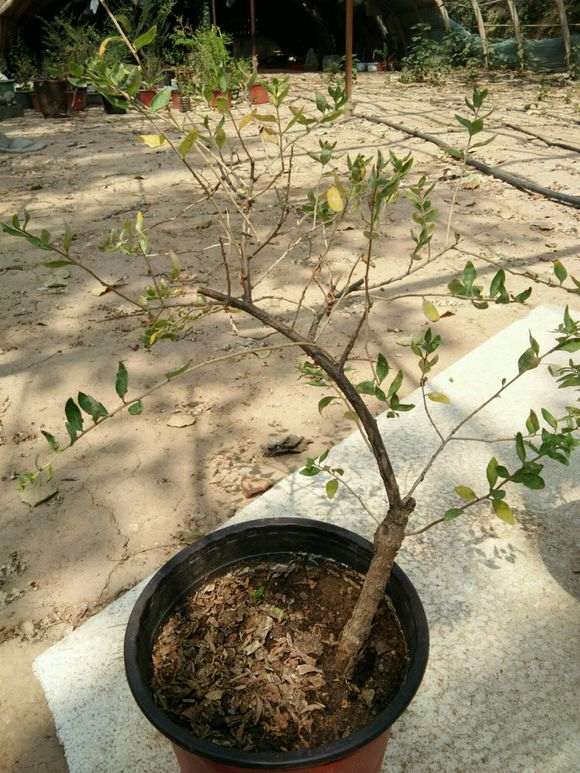 枸杞下山桩叶子发黄脱落 怎么办 图片