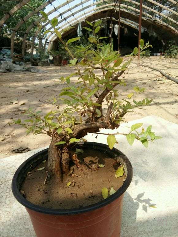 枸杞下山桩叶子发黄脱落 怎么办 图片