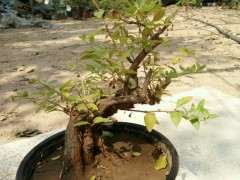 枸杞下山桩叶子发黄脱落 怎么办 图片