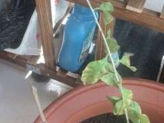 为什么枸杞下山桩要放室外阴凉处通风