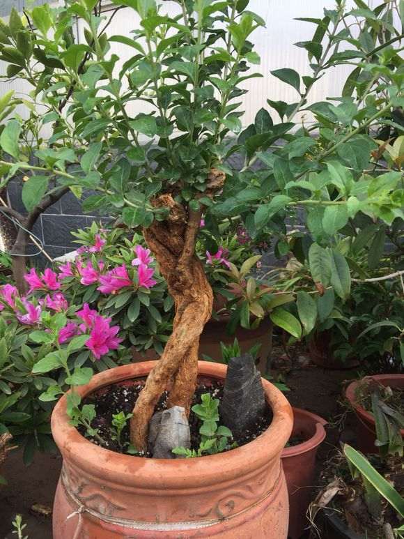 给枸杞下山桩画的设计图 可以吗 图片