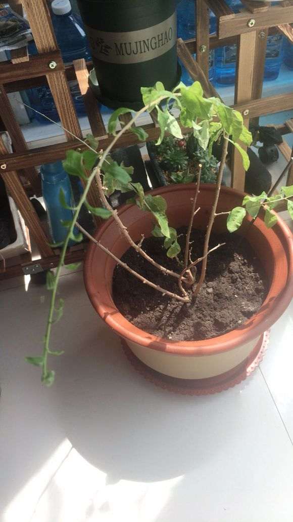 给枸杞下山桩画的设计图 可以吗 图片