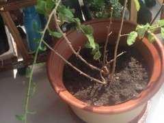 给枸杞下山桩画的设计图 可以吗 图片