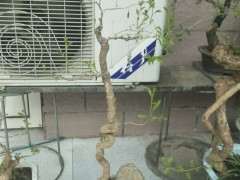 你们的枸杞下山桩都是用的什么土 图片