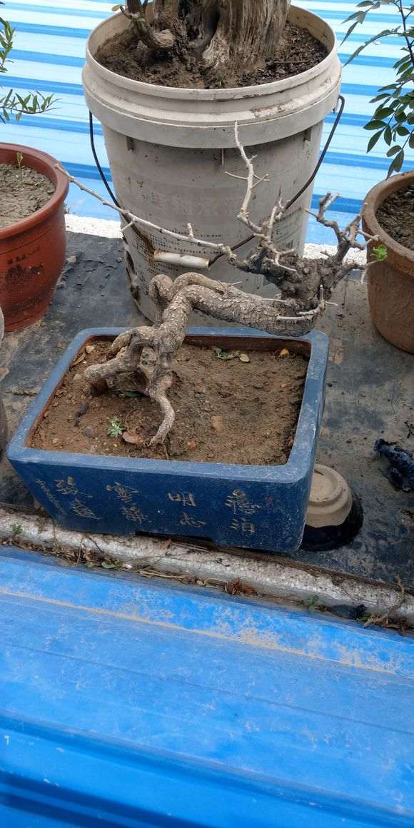 为什么枸杞下山桩还没发芽 怎么办 图片