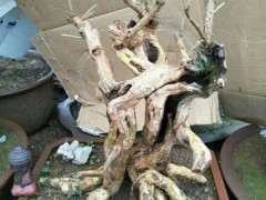 为什么枸杞下山桩还没发芽 怎么办 图片