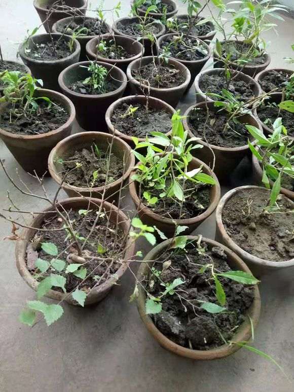 春天枸杞下山桩终于发芽 图片