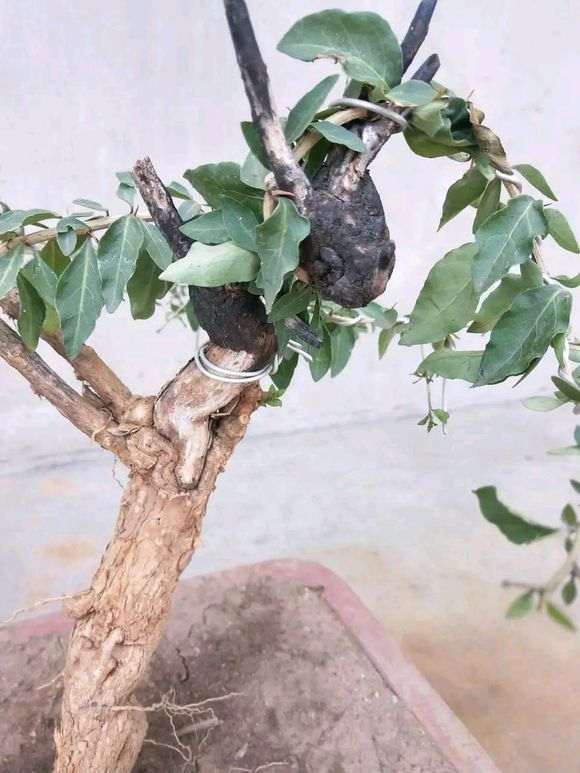 春天枸杞下山桩终于发芽 图片