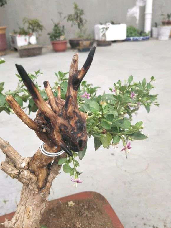 春天枸杞下山桩终于发芽 图片