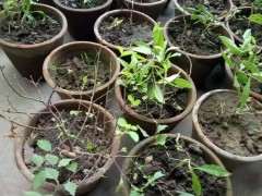 春天枸杞下山桩终于发芽 图片