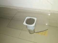 枸杞下山桩第二天 未出芽 图片