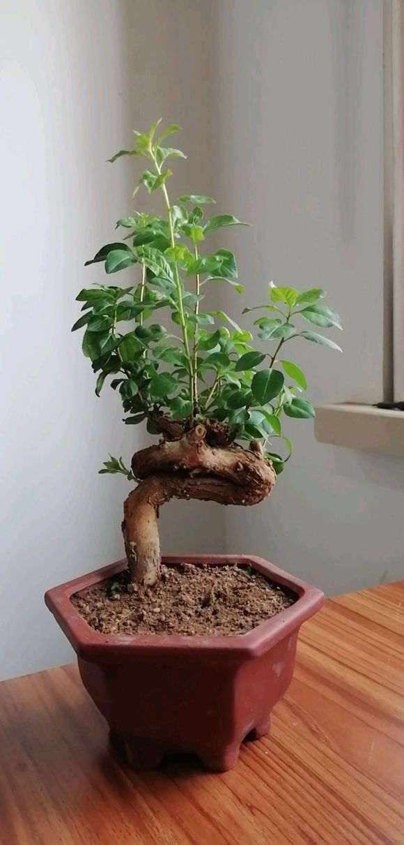 枸杞下山桩换盆一直没有见光 怎么办