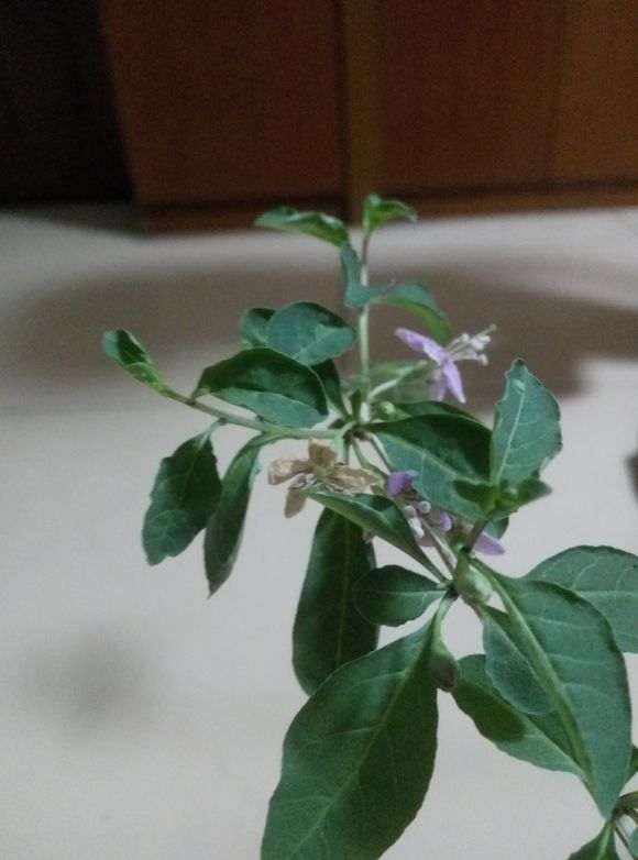 枸杞下山桩没有主根能栽活吗 图片