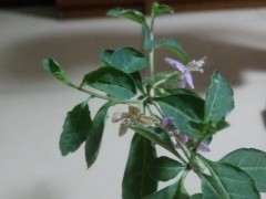 枸杞下山桩没有主根能栽活吗 图片