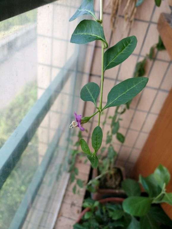 两颗枸杞下山桩为什么不开花 图片