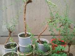 刚栽的枸杞下山桩 现在这天气能活吗