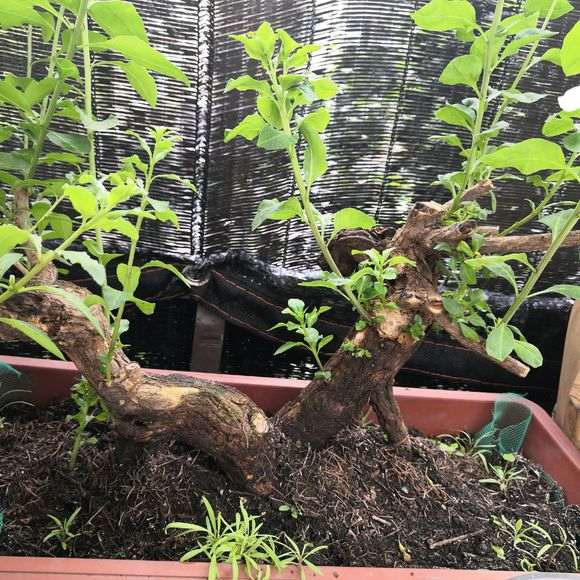 枸杞下山桩刚发枝条 什么时候除蘖 图片