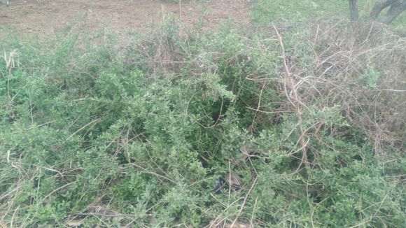 田间地头有很多这种枸杞下山桩 图片