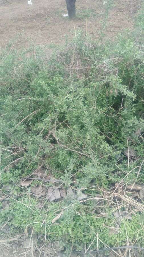 田间地头有很多这种枸杞下山桩 图片