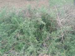 田间地头有很多这种枸杞下山桩 图片