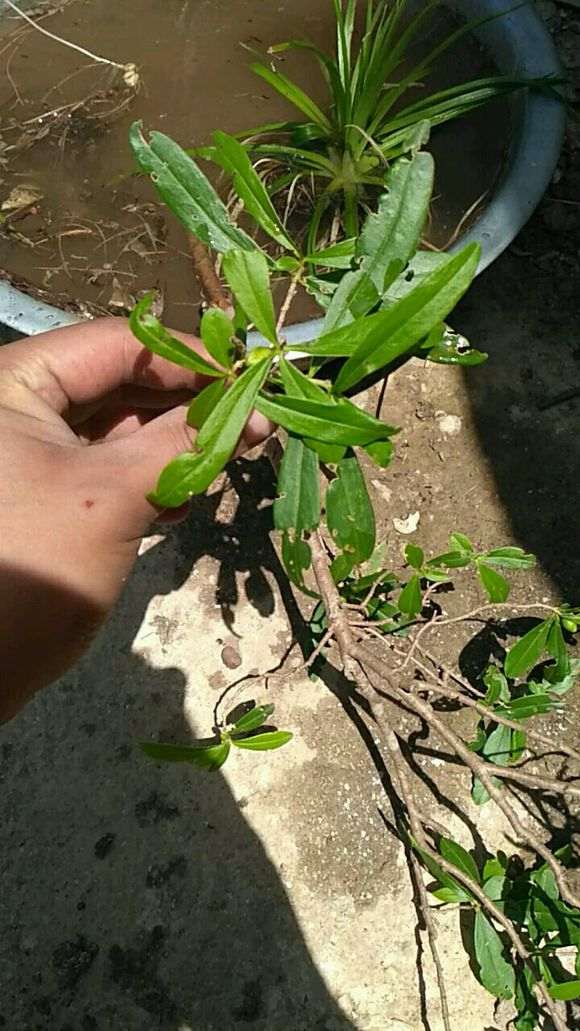 什么树叶子像枸杞下山桩 图片