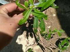 什么树叶子像枸杞下山桩 图片