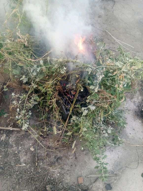 木炭灰可以当枸杞下山桩的肥料吗 图片