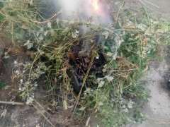 木炭灰可以当枸杞下山桩的肥料吗 图片