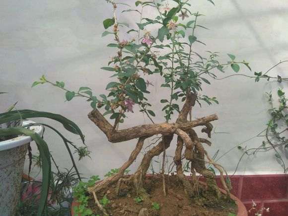枸杞下山桩开完花就掉了不结果 怎么办