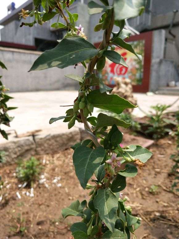 枸杞下山桩一直不休眠 怎么办 图片