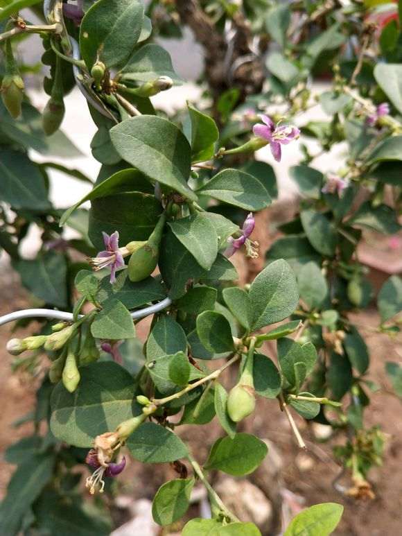 枸杞下山桩一直不休眠 怎么办 图片