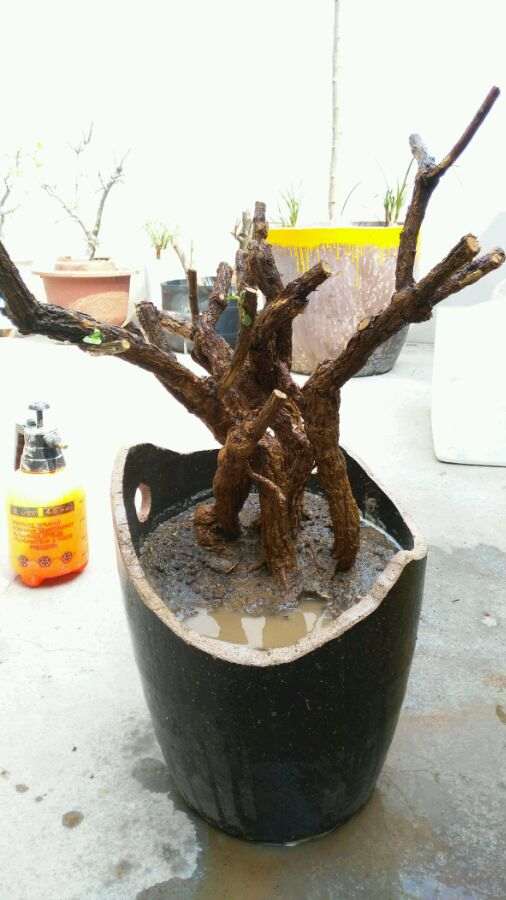 为什么枸杞下山桩夏眠时间太长 图片