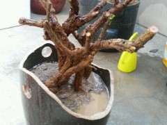 为什么枸杞下山桩夏眠时间太长 图片