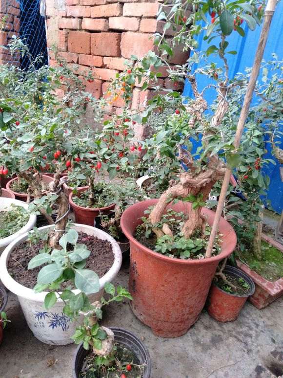 枸杞下山桩的果子都被老鼠吃了 怎么办