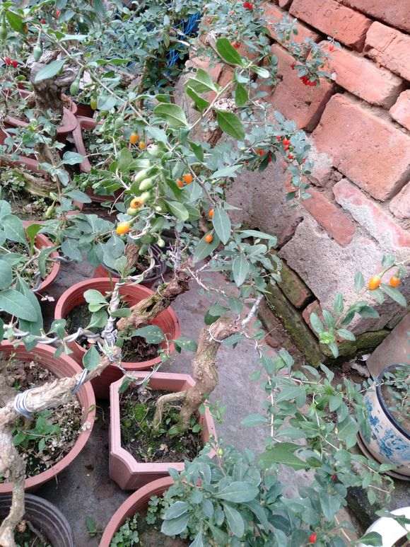 枸杞下山桩的果子都被老鼠吃了 怎么办